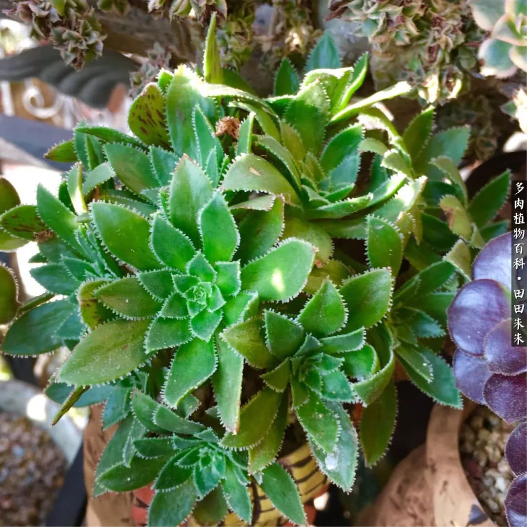 成为“家庭主妇”的妈妈们 注定被社会扬弃吗?|JDB电子(图2) JDB电子试玩网页版