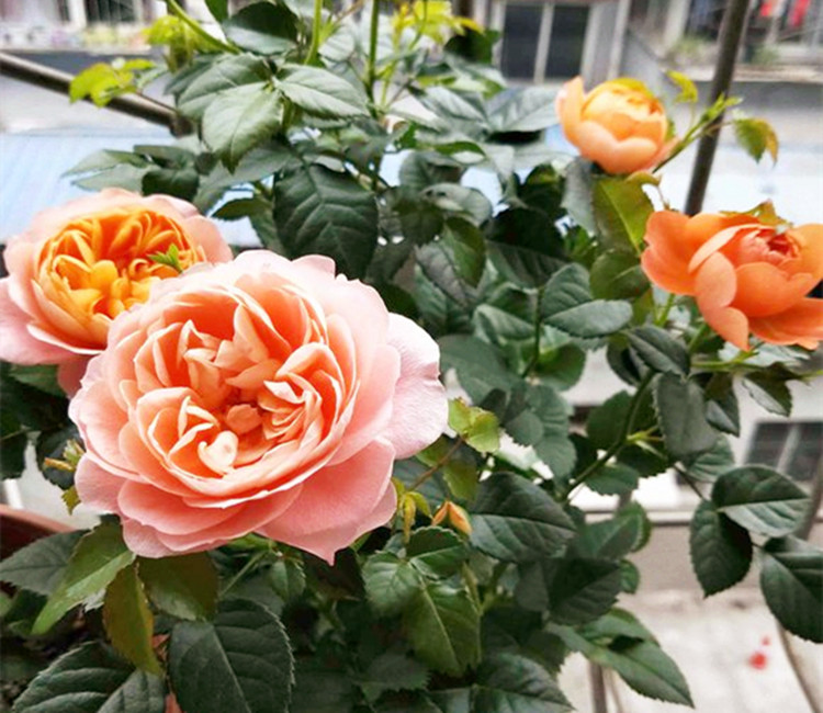 ‘JDB电子’圣彼得堡国立大学演讲:潘基文继续敦促政治解决叙利亚危机(图1) JDB电子