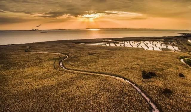 疫下“云种树”悄然兴起-JDB电子(图1) JDB电子游戏官网